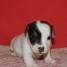 a-donner-petit-chiot-type-jack-russell