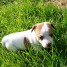 jack-russel-male-a-donnerand-8207