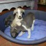 a-reserver-chiots-whippets-lof