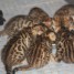 adonner-7-adorables-chatons-bengal-pour-soin