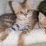 exotiques-chatons-serval-chatons-savannah-chatons-bengale-et-lion-a-adonner-pour-bon-soin
