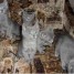 adonner-magnifiques-chatons-bleu-russe