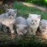 adorables-chatons-british-shorthair-l-o-o-f