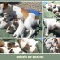 adonner-chiots-jack-russell-non-lof