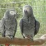 donne-couple-de-perroquets-gris-du-gabon