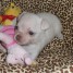 chiot-chihuahua-age-de-3-mois-a-adopter
