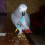 magnifique-perroquet-femelle-type-gris-du-gabon