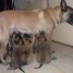 chiots-d-apparence-bergers-belges-malinois