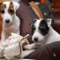 adorables-chiots-jack-russell