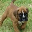 a-donner-chiot-boxer-male