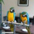 magnifique-couple-de-perroquets-ara-ararauna
