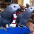 adorable-couple-de-perroquets-gris-du-gabon