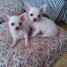 chiots-chihuahua-male-et-femelle
