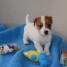 a-donner-chiot-type-jack-russell-femelle