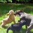 chiots-bouledogue-francaise-a-donner