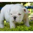 joli-femelle-bulldog-anglais-pure-race-non-lof