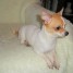 chiot-femelle-type-chihuahua-a-poil-court-non-lof-a-donner