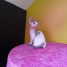 chaton-devon-rex