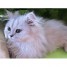 adorable-chaton-de-type-persan-chinchilla