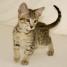 donne-magnifique-chatons-savannah