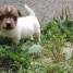 jack-russell-russel-lof