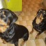 jolis-chiots-rottweiler-lof