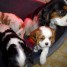 adorables-chiots-de-race-cavalier-king-charles