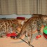 splendide-chatons-bengal-a-la-recherche-d-une-famille-d-accueil