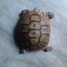 cede-tortue-de-terre-grec-femelle-3-4-ans