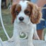 adorable-chiot-femelle-cavalier-king-charles