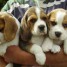 chiots-beagle