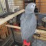 adorable-perroquet-male-type-gris-du-gabon