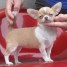 adopter-tres-belle-portee-de-chihuahua-poil-court