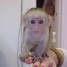 adorables-bebes-singe-capucins
