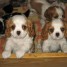a-donner-chiots-cavalier-king-charles