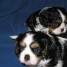 a-donner-chiots-cavalier-king-charles