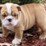 2-magnifique-chiots-bulldog-anglais-disponible