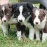 adonner-chiots-border-collie