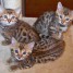 chatons-bengal-a-donner