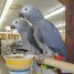 magnifique-couple-perroquet-gris-du-gabon-femelle
