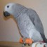 magnifique-perroquet-male-gris-du-gabon