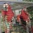 couple-de-perroquets-ara-chloroptere-eam