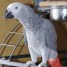 magnifique-perroquet-gris-du-gabon-femelle