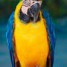 adorable-perroquet-ara-bleu-et-jaune