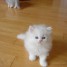 chaton-persan-blanc-pour-la-fete-de-noel