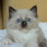 chatons-ragdoll-seal-point-mitted-contre-bon-soin