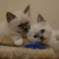 2-petits-chatons-adorable-adonner