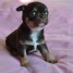 chiots-chihuahua-femelle-a-vendre