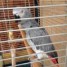 adorable-perroquet-femelle-type-gris-du-gabon