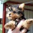 yorkshire-terrier-toy